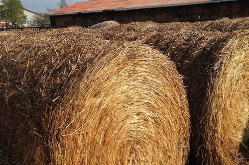 Wheat Straw