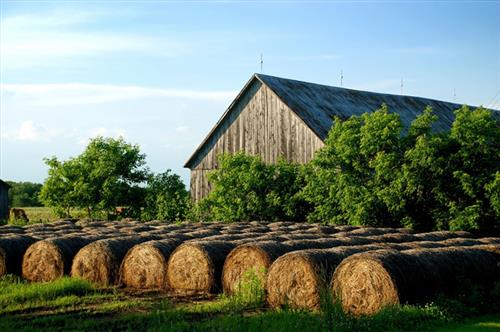 1st Cut Hay - SOLD OUT